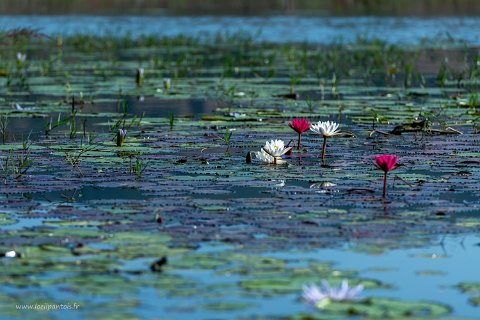 20191124__00048-40 Le long du canal qui relie le lac Inle au lac Sagar, fleurs de lotus
